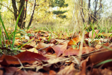 Autumn leaves in the park- closeup.	