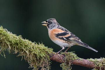 Brambling male on a branch (Fringilla montifringilla)