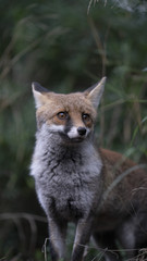 Scatti della volpe nel parco della maremma