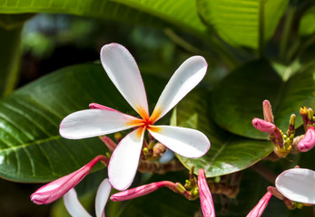 Branch of tropical flowers frangipani (plumeria)