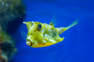 yellow fish boxfish, longhorn cowfish