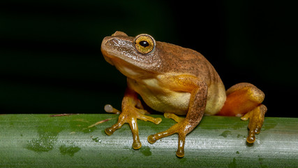 Tinker reed frog