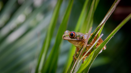 Natal green tree frog