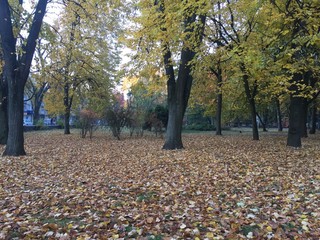 Cloudy autumn day in the yellow-leaved forest.