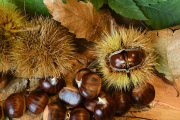 Closeup on chestnuts and curly with green chestnut tree leaves. Raw chestnuts for Christmas.
