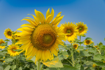Fototapeta premium Sunflowers field in Thailand