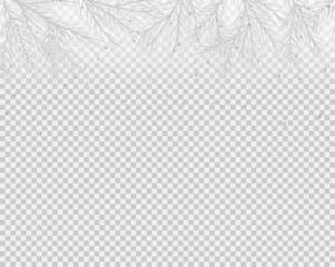 winter background with hand drawn spruce branch on  transparent background. Vector illustration. 