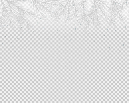 winter background with hand drawn spruce branch on  transparent background. Vector illustration. 