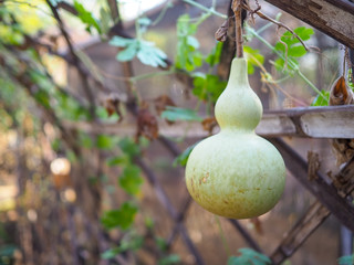 pears on tree