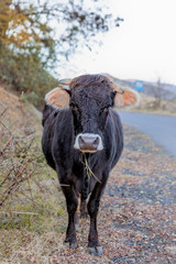 Cow in the field, Spoluka village, Bulgaria