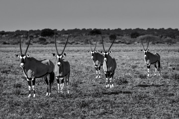 Oryx at Attention3