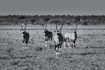 Oryx at Attention4