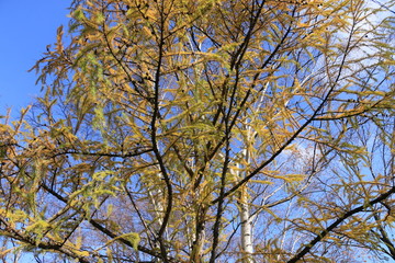 tree in autumn