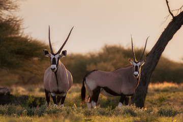 Oryx at Dusk