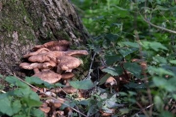 fungus on tree log