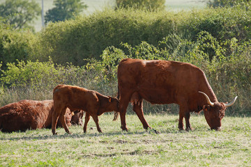 Vache, taureau et veau de la race Salers