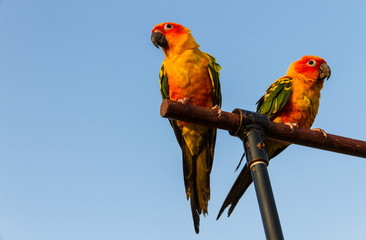 Sun Conure Parrot