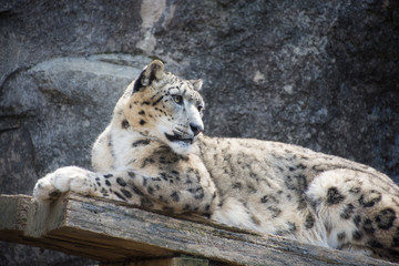 Obraz premium 雪豹