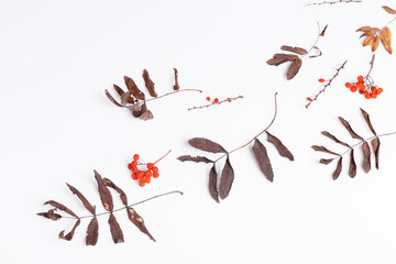 Composition of falling dry autumn leaves and berries on a white background