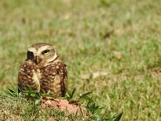 Close-up of a burrowing owl on a sunny and bright day. In the background, unfocused green vegetation.