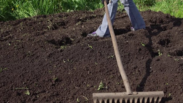 Old metal rake with wooden handle loosens the dark moist ground.Farmer in black gloves prepares the soil for planting on sunny day.