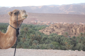 camel in desert