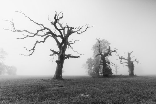 Old oaks in Rogalin on a foggy morning. Black and white landscape photography.