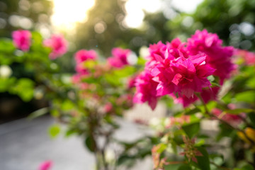Obraz premium Blossom pink Bougainvillea in the garden.