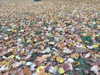 Colored foliage flew from the trees and is carpeted on the path.