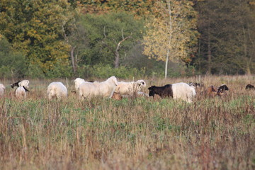 Ziegen und Schafe in der Natur