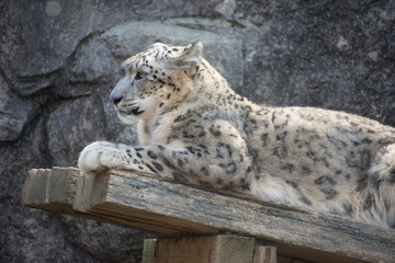 Fototapeta premium 雪豹