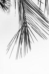 Obraz premium Black and white palm tree branch. Natural background