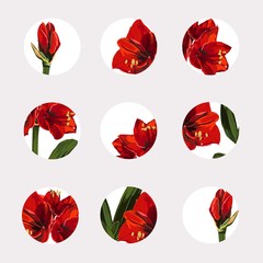 Set of design colorful templates icons and emblems - social media story highlight. Different blogger red flowers icons in trendy style isolated.