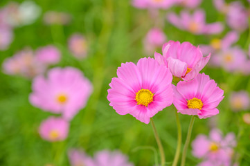 Cosmos flower, floral natural background