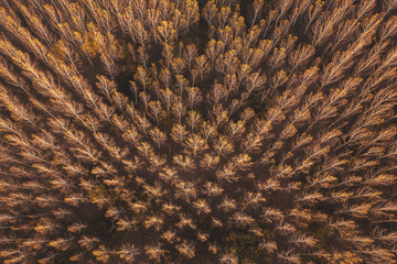Autumn aspen tree forest from drone pov