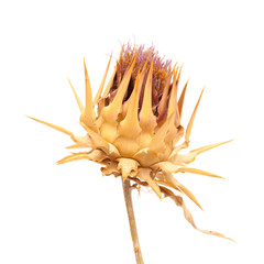 Naklejka na ściany i meble dried artichoke flower