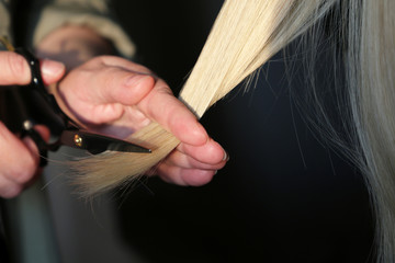 Woman hairdresser cuts the blonde hair. Scissors in female hands close up, hair cutting, barbershop concept
