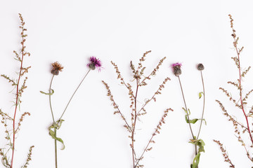 Set of three dry flowers, isolated.