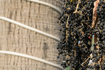 Juicy Palm tree black seeds hanging down with tree texture background, Bahrain.