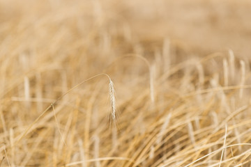 Fototapeta premium Wheat spikelets in the field. Wheat spikelets pattern. Background of wheat spikelets.