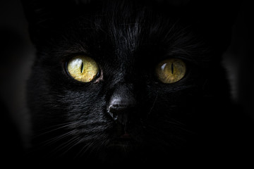 Close-up on a cute muzzle of a black cat