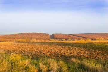 Fototapeta premium Orange-yellow plowed field against the backdrop of an autumn forest with a freeway in the middle.