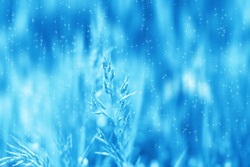 Fototapeta na wymiar Blue tinted winter background, morning frost on the grass, sunlight with copy space