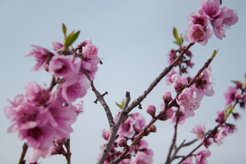 Flores de albaricoque con cielo azul de fondo.