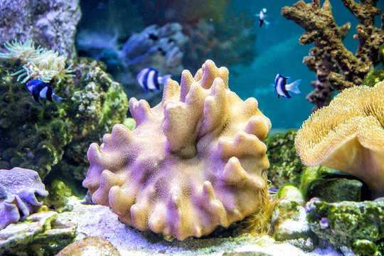 Sea reef - purple actinia stichodactyla gigantea