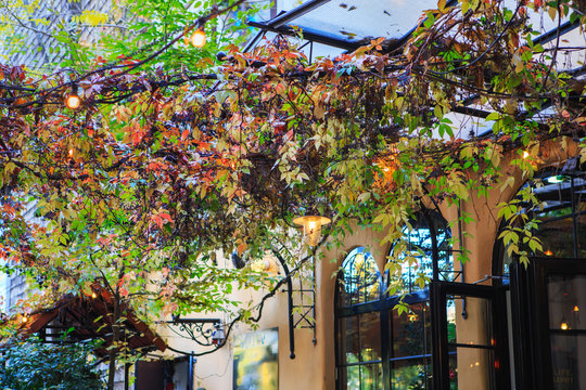 Cozy city cafe in a beautiful winter garden with wild grapes, colorful leaves in fall