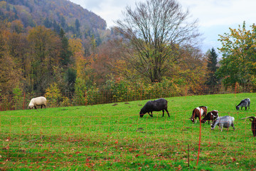 Herd of goats and sheep grazing in the mountain alpine village. A small herd of goats feeding at the autumn day. Animal husbandry, animal breeding