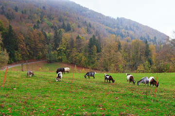 Fototapeta na wymiar Herd of goats and sheep grazing in the mountain alpine village. A small herd of goats feeding at the autumn day. Animal husbandry, animal breeding