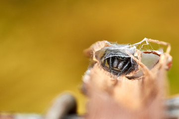 heliophanus jumping spider