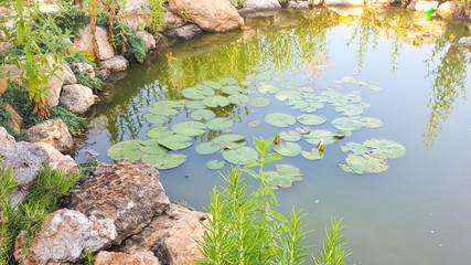 Lilies in the pond on a Sunny day. Beautiful Lily pond in the Park.